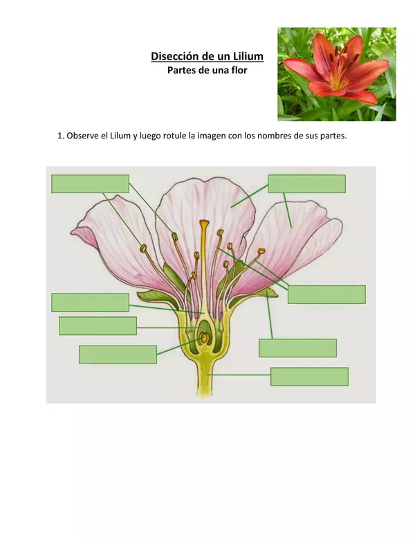 disección de una flor (Lilium)