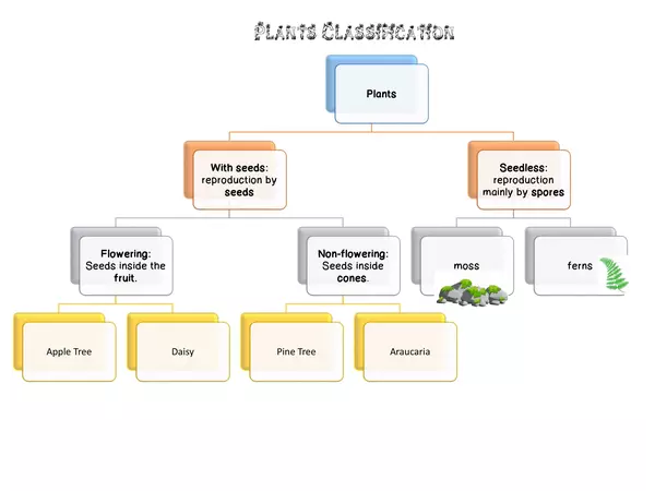 Plants Classification