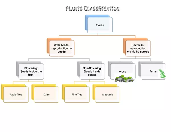 Plants Classification
