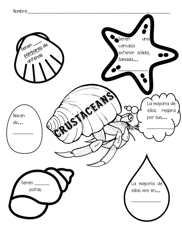 Crustáceos: Organizador gráfico