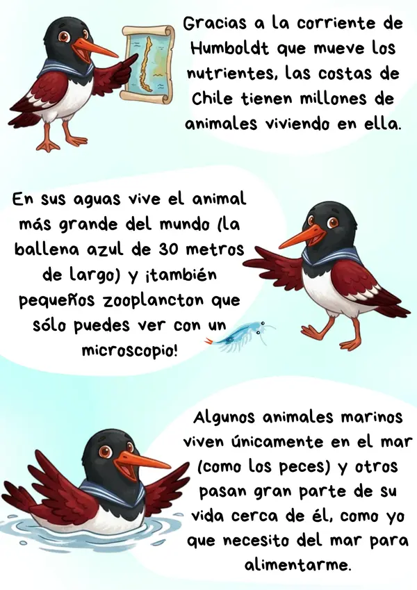 Ilustraciones coloreables Animales marinos de Chile