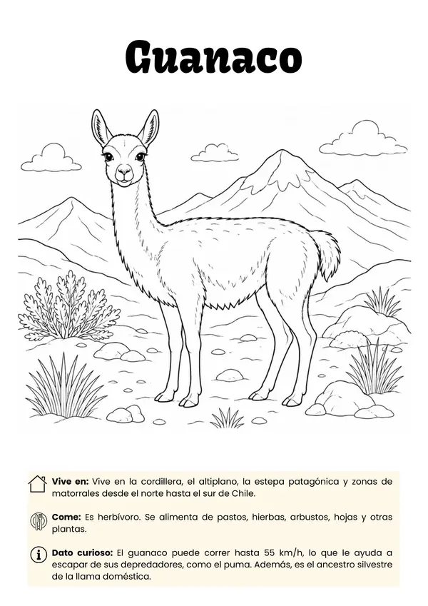 Libro para pintar de fauna chilena