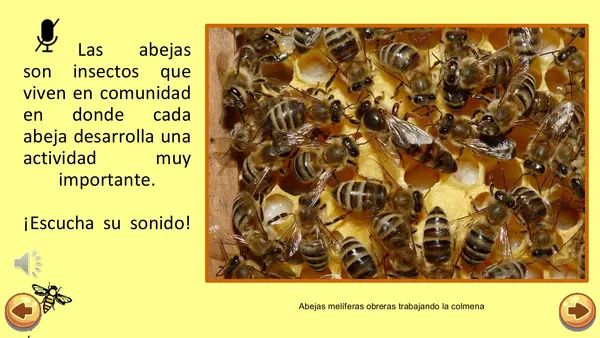 La Abeja Haragana. Clase N°1. Introducción a las abejas 