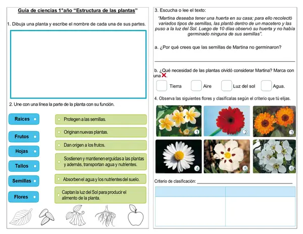 Guía de ciencias 1° básico "Estructura de las plantas"