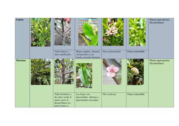 Clasificación de las plantas, segun su hoja y tallo
