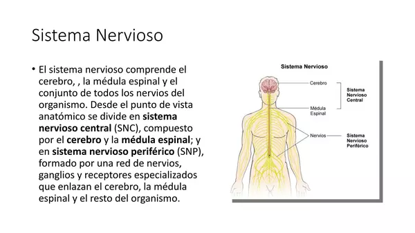 Presentacion  completa del Sistema Nervioso cuarto basico