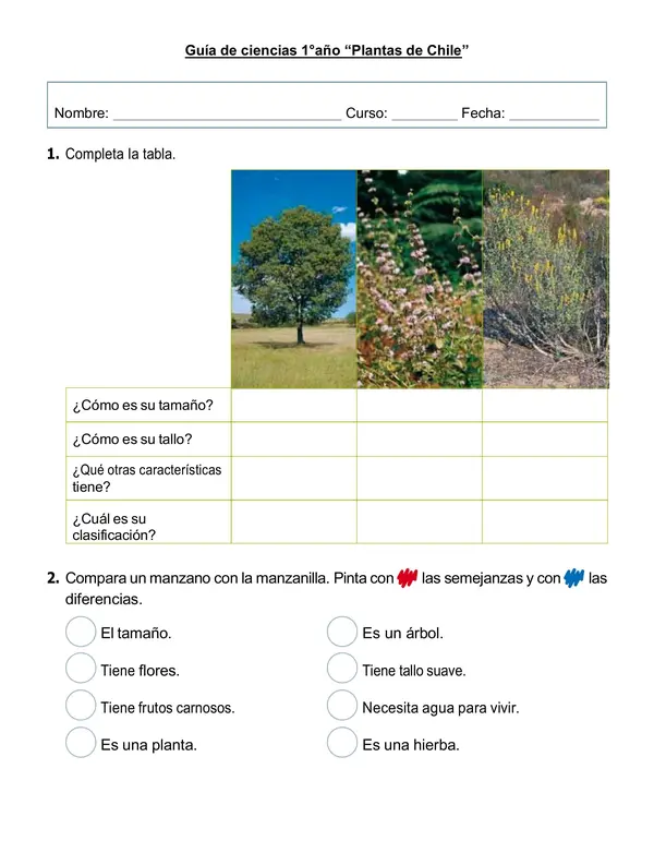 Guía de ciencias 1° año "Plantas"