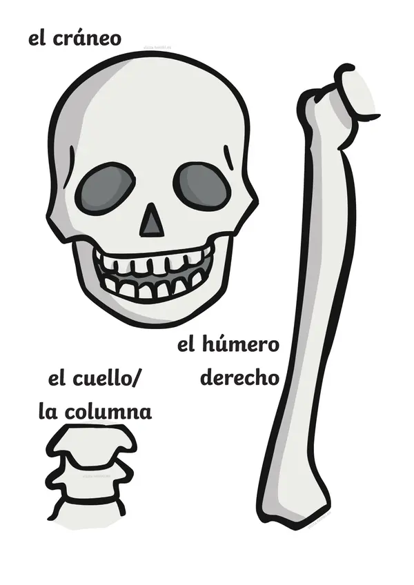 Armar esqueleto