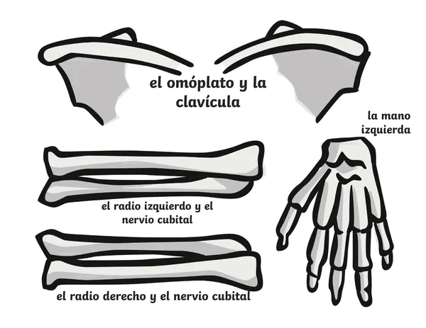 Armar esqueleto
