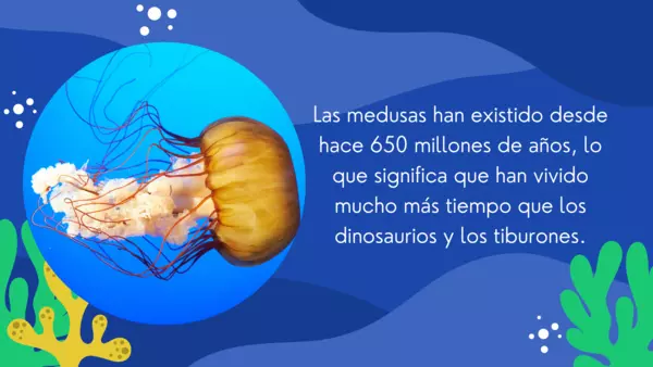 Dato curioso animales marinos "la medusa"