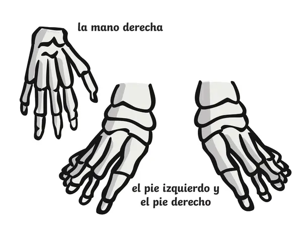 Armar esqueleto