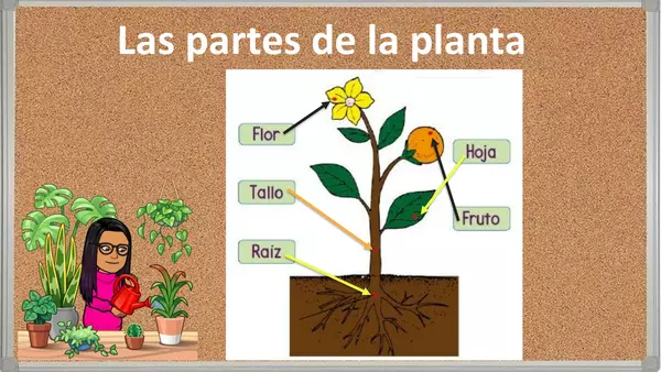 Partes de las plantas | profe.social