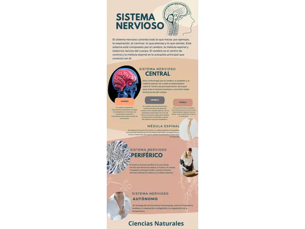Infografía sistema nervioso