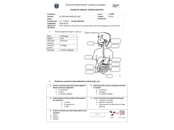 Evaluación de sistema digestivo 5°