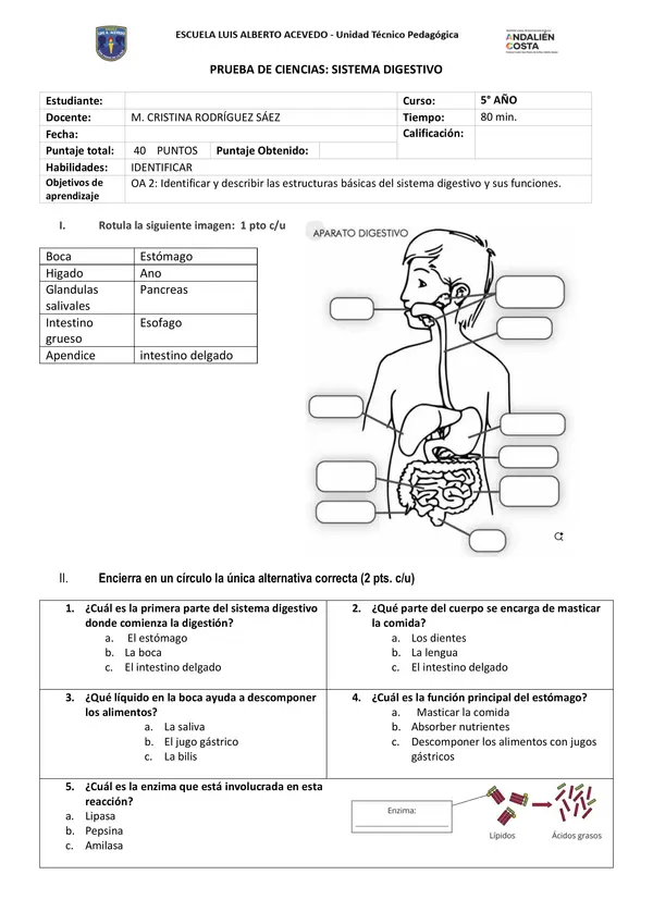 Evaluación de sistema digestivo 5°