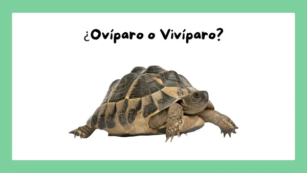 ppt Animales
