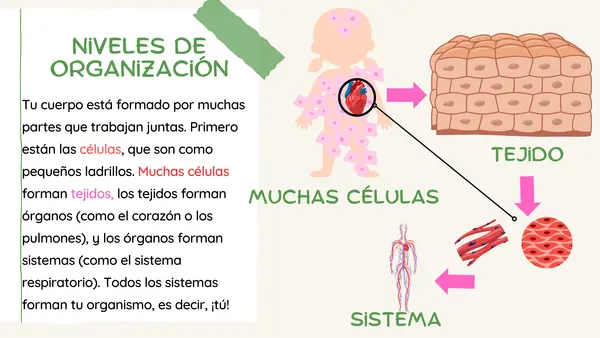 Enseñar ciencias naturales desde lo mínimo " niveles de organización"