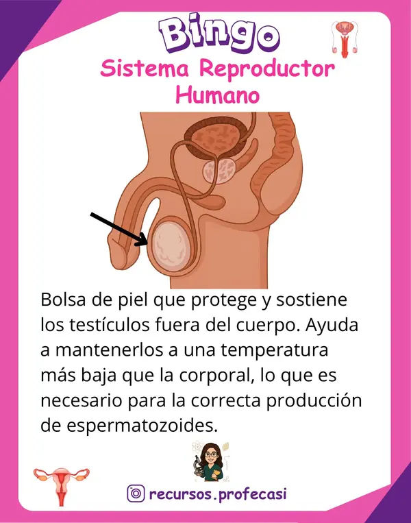 BINGO SISTEMA REPRODUCTOR 