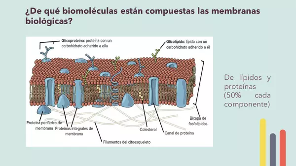 Actividad: Bicapa lipídica y transporte de membrana