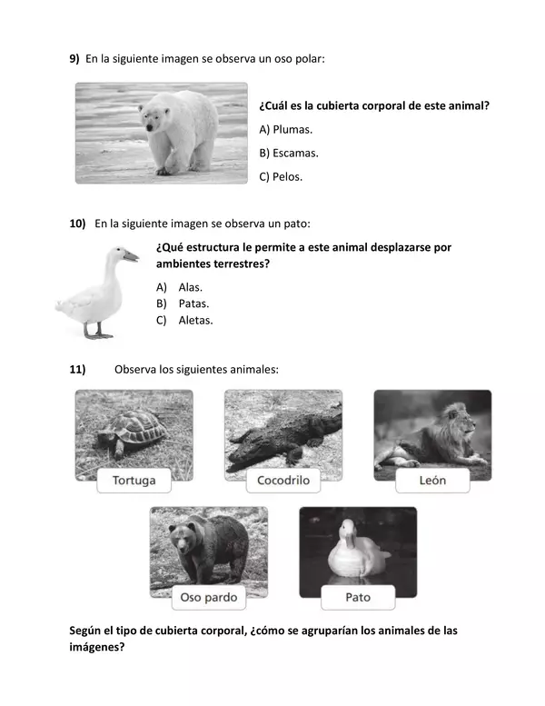 Prueba de diagnóstico 2° básico Ciencias Naturales | profe.social