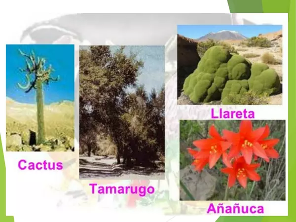 Presentacion flora y fauna de chile, ciencias, primero basico