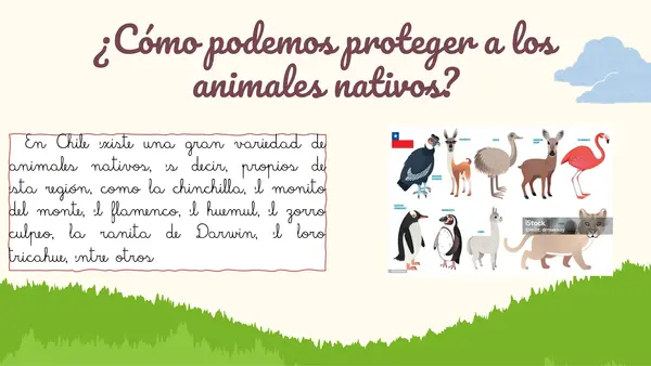Animales nativos de Chile y su protección