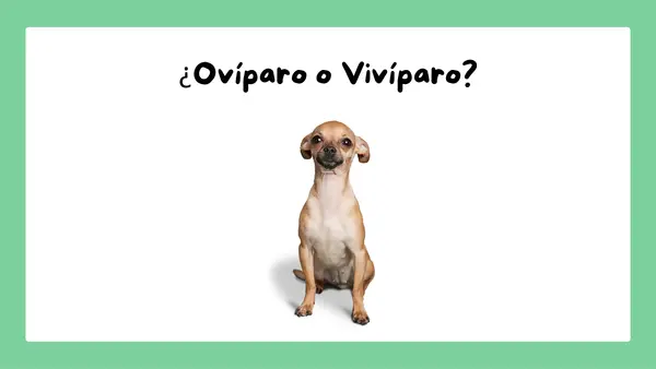 ppt Animales