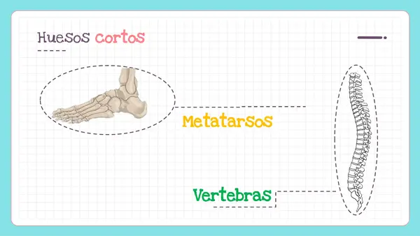 PPT SISTEMA LOCOMOTOR