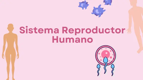 Sistema reproductor humano