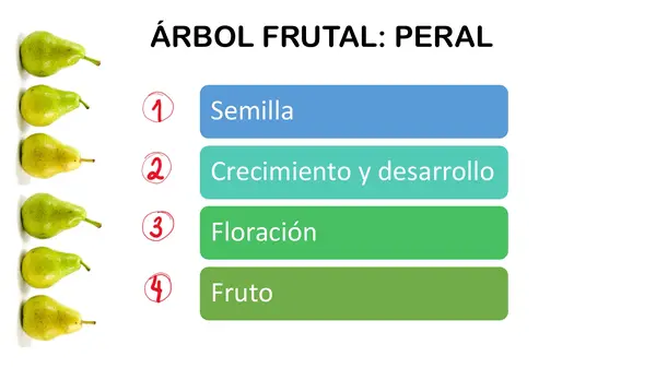 CICLO DE VIDA 