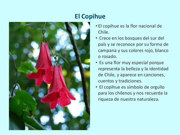Expresiones culturales OA6 1° básico