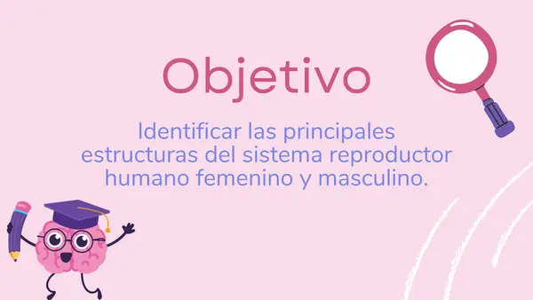 Sistema reproductor humano