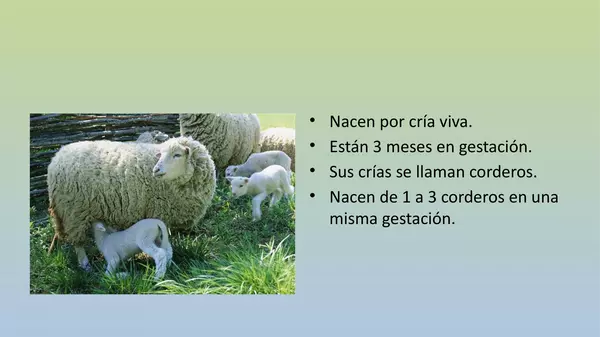 Presentacion animales de la granja, " LA OVEJA" Kinder, Agosto