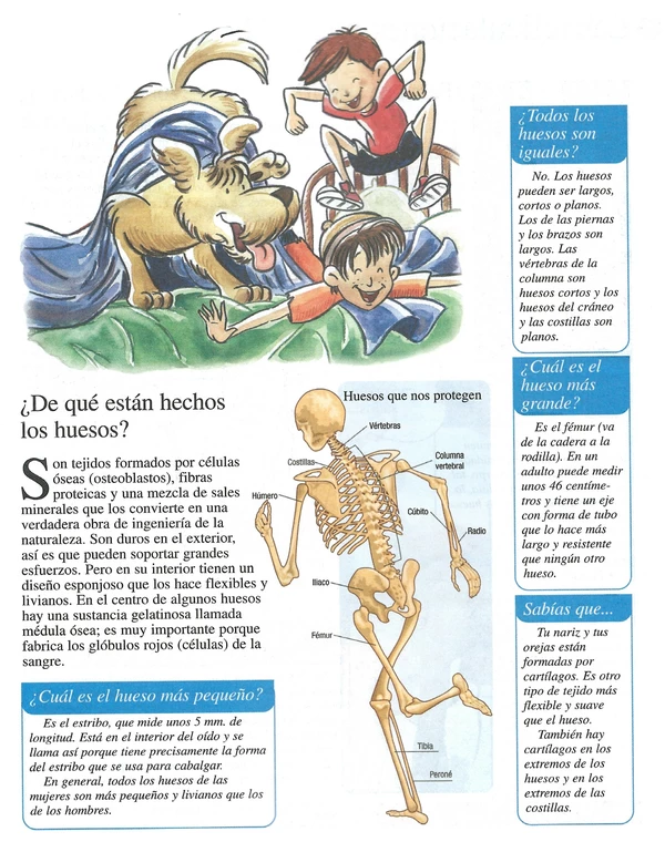 Infografía Papelucho: "Los huesos y el esqueleto" parte 2