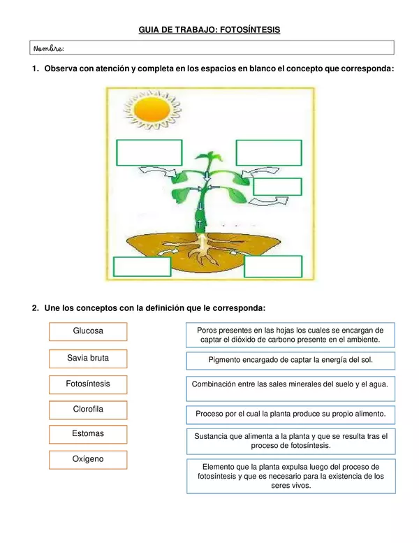 Guía: fotosíntesis (ciencias naturales)