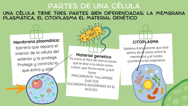 Enseñar ciencias naturales desde lo mínimo " niveles de organización"