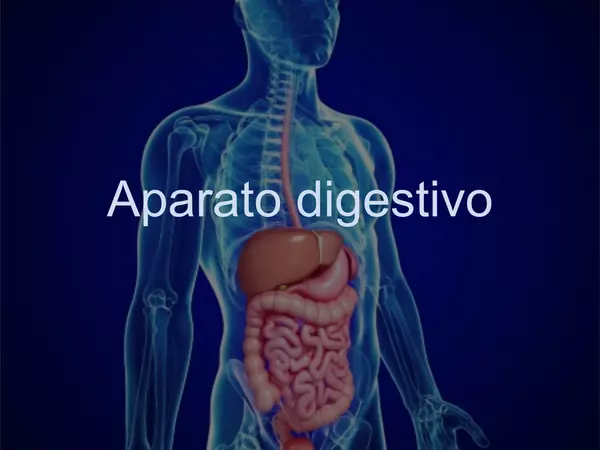 Presentacion Aparato Digestivo, Cs Naturales, Octavo Basico