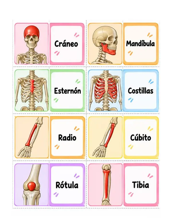 MEMORICE SISTEMA ÓSEO"