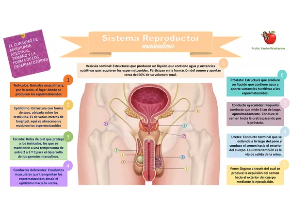Sistema Reproductor 