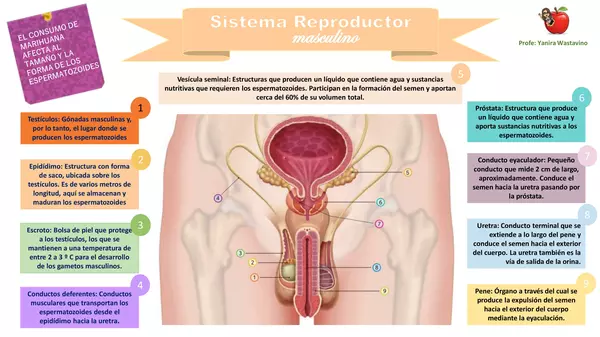 Sistema Reproductor 