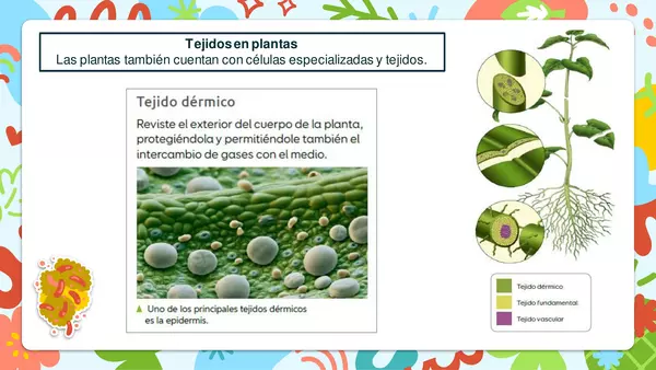 "Tejidos celulares - vegetales"