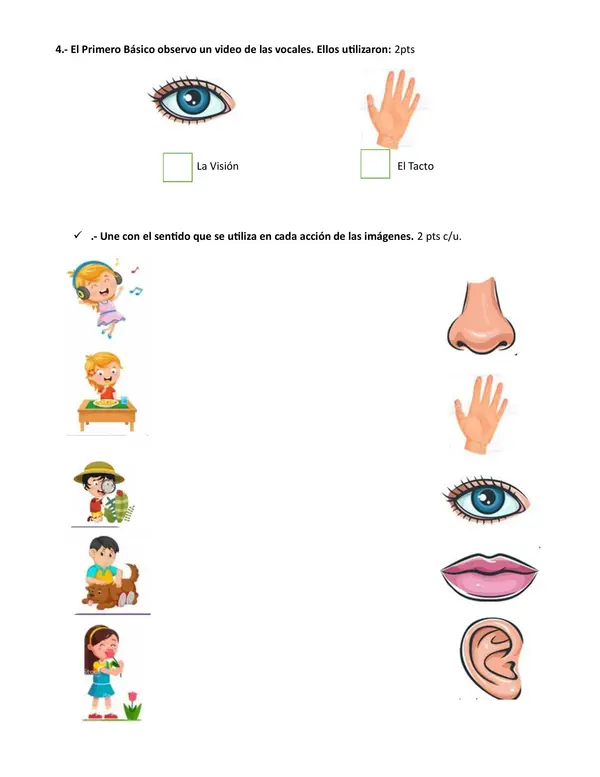 Evaluación  de los sentidos Primero Básico