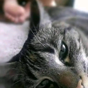 Gatos - @travel