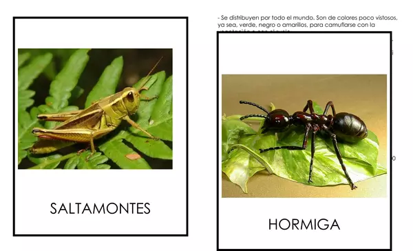 Flash Cards INSECTOS