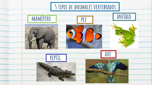 Power Point: Animales vertebrados, los mamíferos.