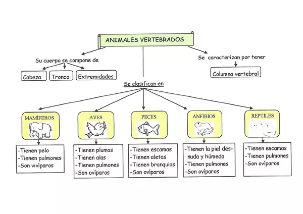 Esquema de clasificación de animales vertebrados e invertebrados