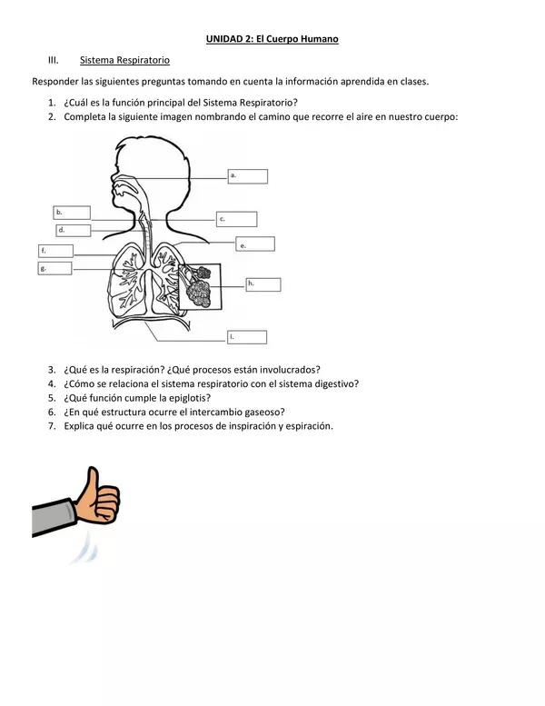 Guía Sistema Respiratorio