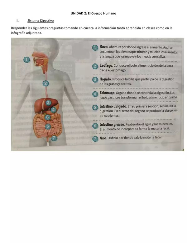 Guía Sistema Digestivo