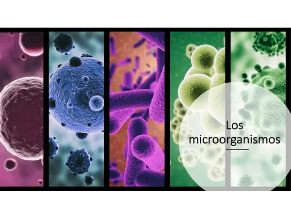 CONOCIENDO LO MÁS PEQUEÑOS DEL MUNDO: LOS MICROORGANISMOS