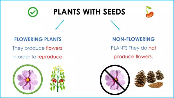 Plants Summary